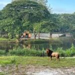 Hewan yang Menajubkan